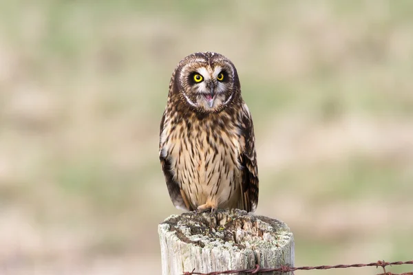 Short eared Owl — Stock Photo, Image