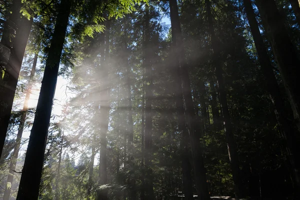 Skogen och solljus — Stockfoto