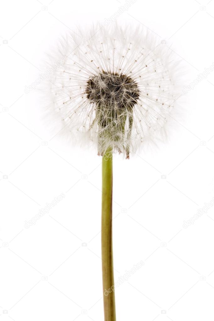 Pissenlit Image Libre De Droit Par Devon C Pissenlit Image Libre De Droit Par Devon C