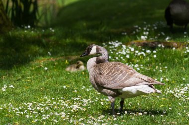 leucistic Kanada Kazı