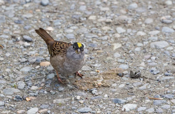 Gouden gekroonde sparrow — Stockfoto