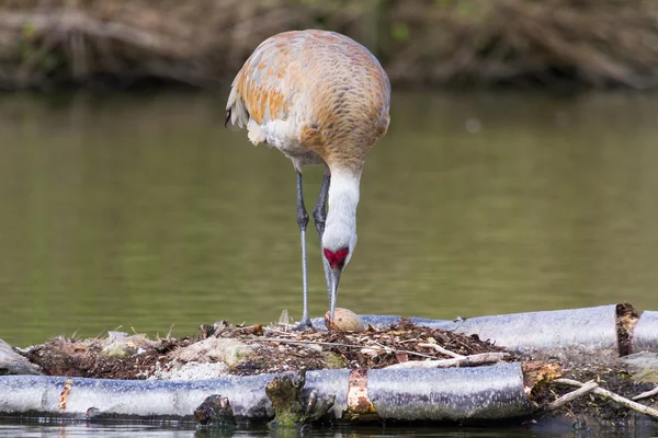 Sandhill crane — Stock Photo, Image