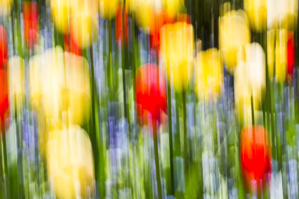 Natur bakgrund — Stockfoto