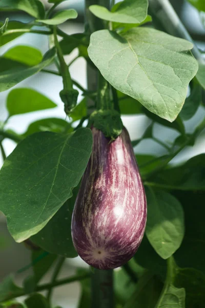 Aubergine — Stockfoto