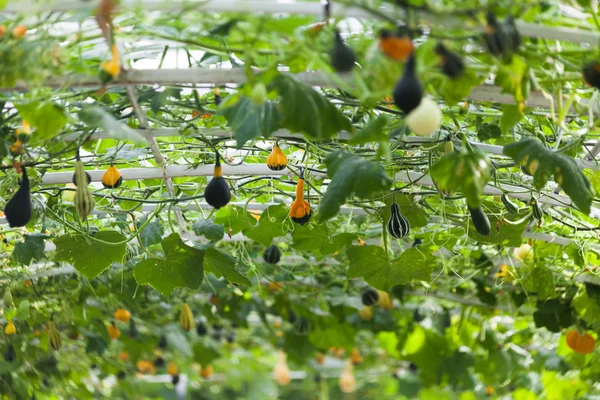 Calabaza en el jardín vegetal —  Fotos de Stock