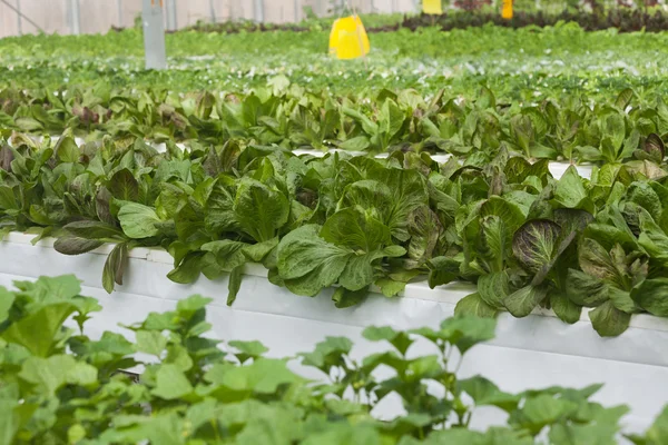 Greenhouse vegetable — Stock Photo, Image