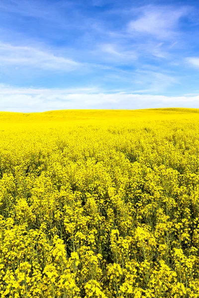 Yellow Canola Flower — Stock Photo, Image