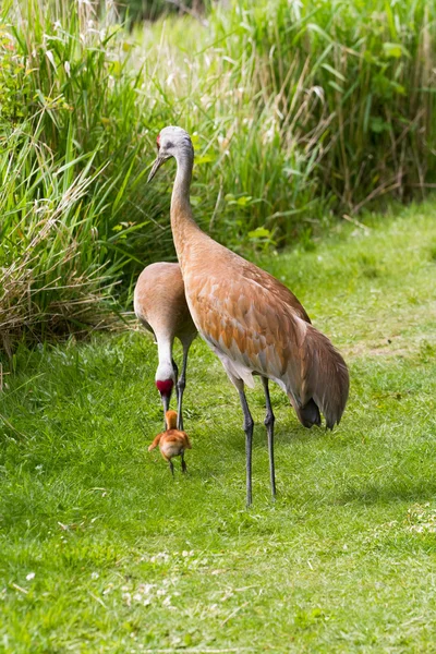 Sandhill crane och baby brud — Stockfoto