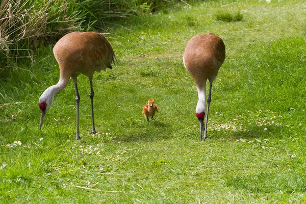 Sandhill crane and baby chick — Stock Photo, Image