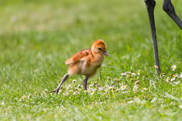 Sandhill crane baby chick — Stock Photo, Image