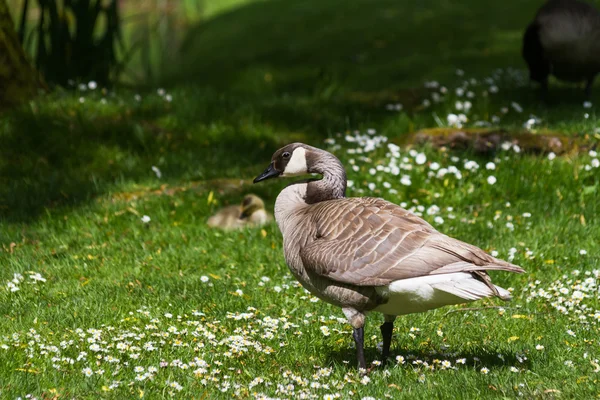 Leucistic Canada Goose — Stock fotografie