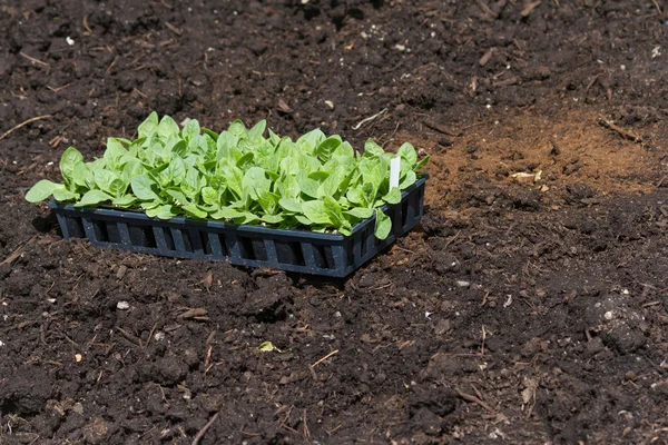 Flower Seedling — Stock Photo, Image