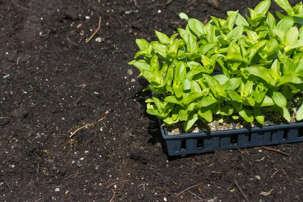 Flower Seedling — Stock Photo, Image