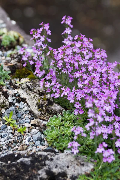 핑크 꽃과 바위 — 스톡 사진