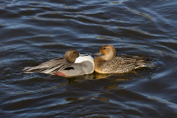 Northern Pintail Stock Image