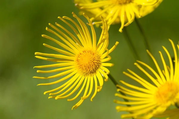 Gele bloem Stockafbeelding