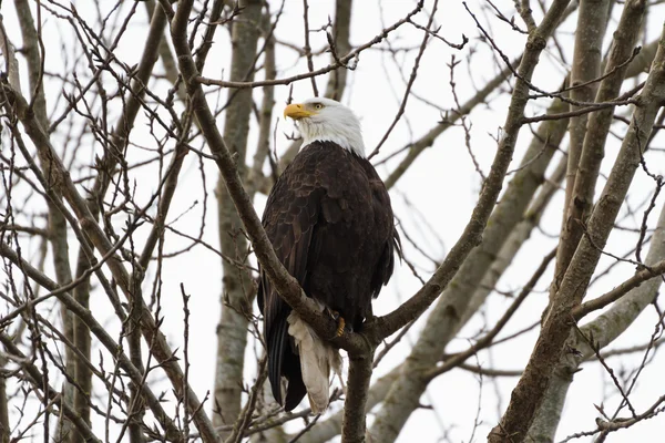 Bald Eagle — Stock Photo, Image