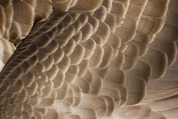 Canada Goose feather — Stock Photo, Image