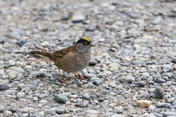 Gouden gekroonde sparrow — Stockfoto