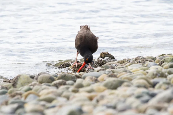 Black Oystercatcher — Stock Photo, Image