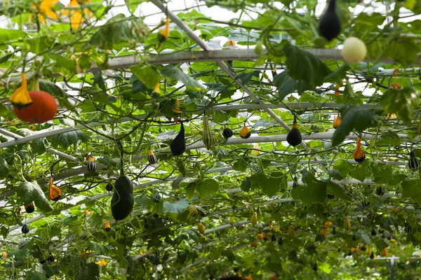 Calabaza en el jardín vegetal —  Fotos de Stock