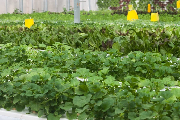 Greenhouse vegetable — Stock Photo, Image