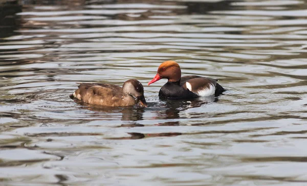 Pochard con cresta — Foto de Stock