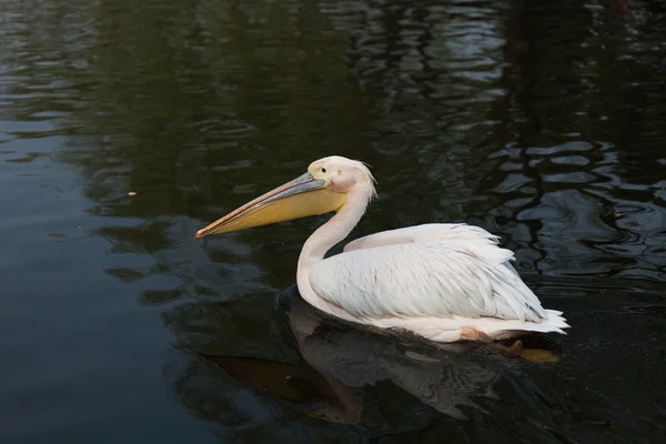 Pelicano de bico fino — Fotografia de Stock
