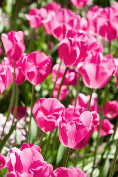 Tulips — Stock Photo, Image