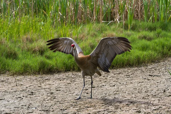 Sandhill crane — Stock Photo, Image