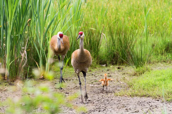 Psammophila kraan en baby chick — Stockfoto