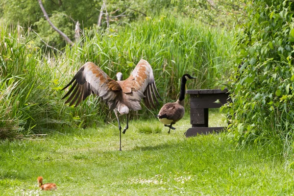 Sandhill crane and baby chick — Stock Photo, Image
