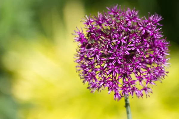 Alium cebuli kwiat — Zdjęcie stockowe