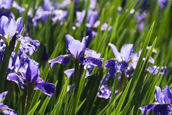 Sibirya iris çiçeği — Stok fotoğraf