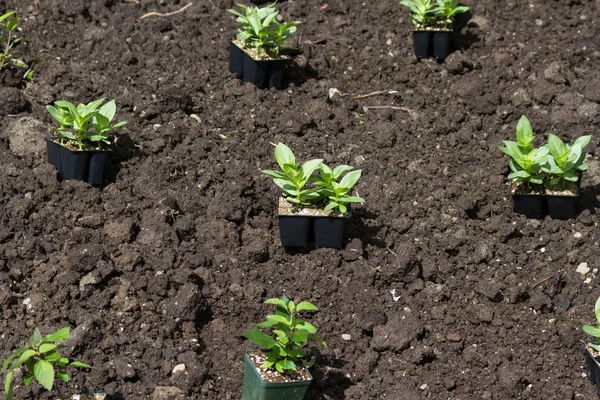 Flower Seedling — Stock Photo, Image