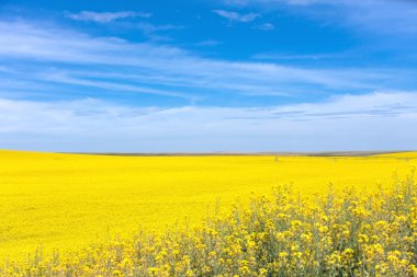 Sarı kanola çiçeği