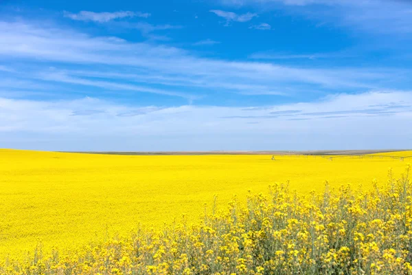 Gele canola bloem — Stockfoto