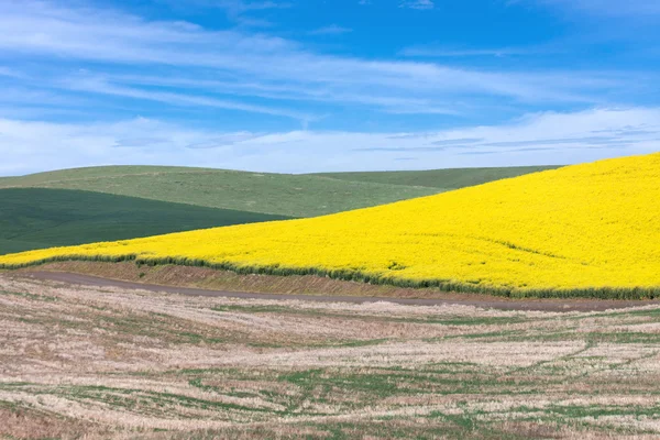 Canola κίτρινο λουλούδι — Φωτογραφία Αρχείου