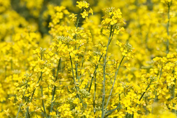 Flor amarilla de canola — Foto de Stock