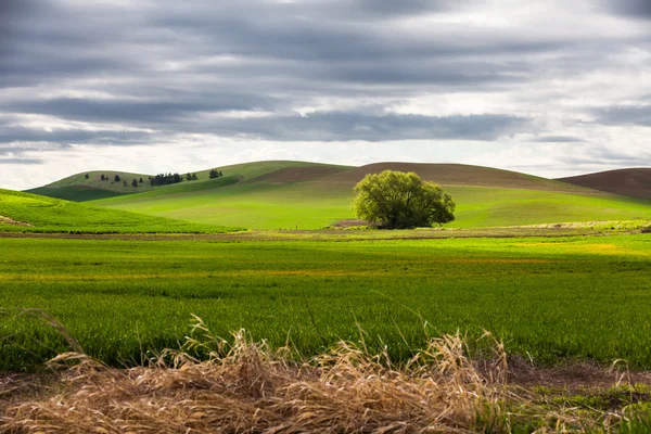 Glooiende heuvel en landbouwgrond — Stockfoto