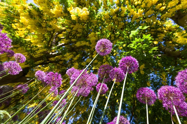 Fiore di cipolla di Alium — Foto Stock