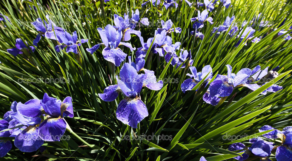 siberian iris flower |图库照片08feng yu#26513289