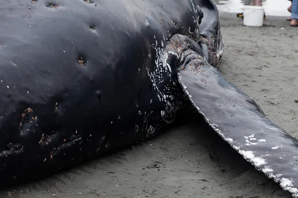 Молодой горбатый кит выбросился на берег и умер. — стоковое фото