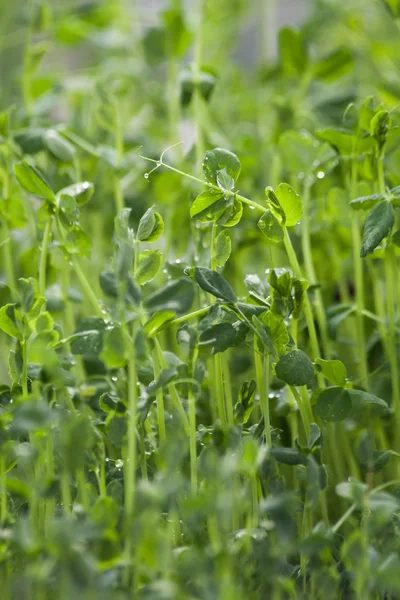 Bean sprouts — Stock Photo, Image