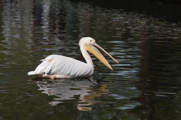 Spot-billed Pelican — Stock Photo, Image