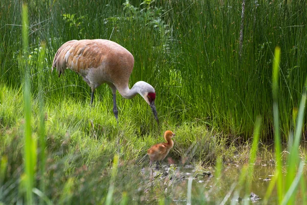 Kanadai daru és bébi csirke — Stock Fotó