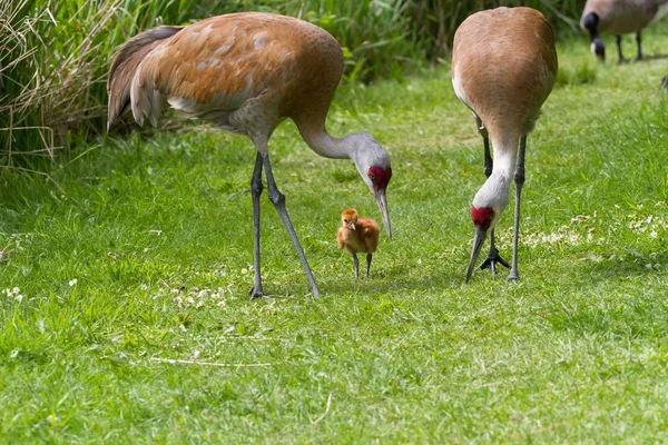 Grúa arenisca y polluelo bebé — Foto de Stock