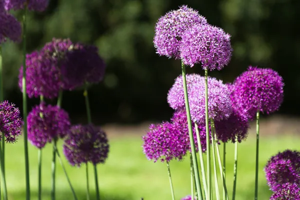 Alium cebuli kwiat — Zdjęcie stockowe