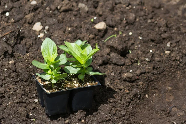 Flower Seedling — Stock Photo, Image