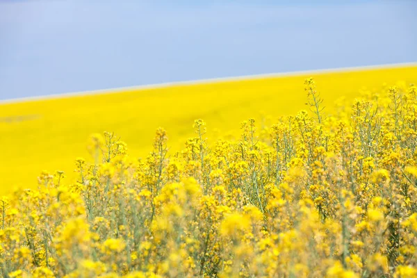 Квітки жовті ріпаку — стокове фото